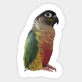 Green Cheek Conure Parrot Bird design | Green cheek | Love for birds Sticker